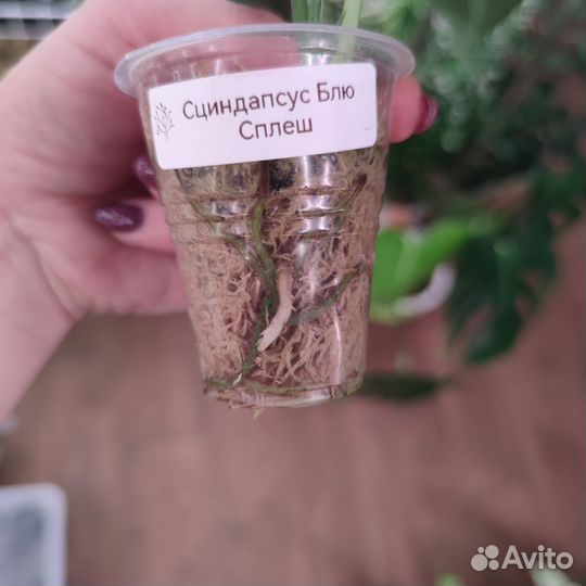 Эпипремнумы, сциндапсусы