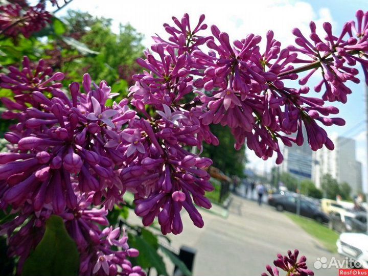 Сирень венгерская