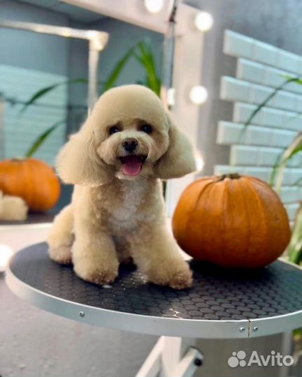 Грумер, стрижка собак и кошек