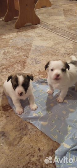 Отдам щенков от маленькой собачки мальчики