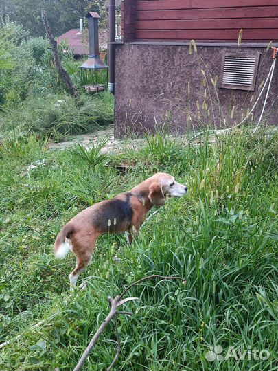 Передержка собак в домашних условиях