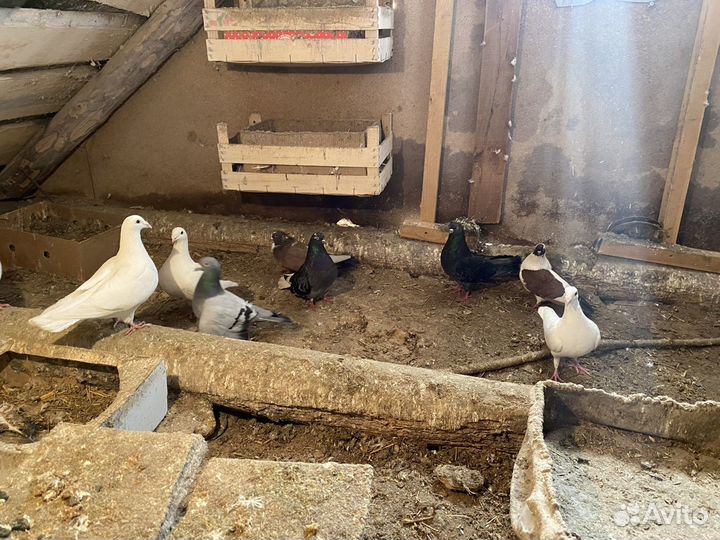 Голуби