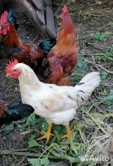 Куры петухи