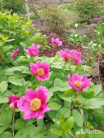 Пион ранний