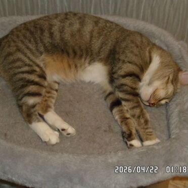 Пиксибоб короткошёрстный, взрослая кошка