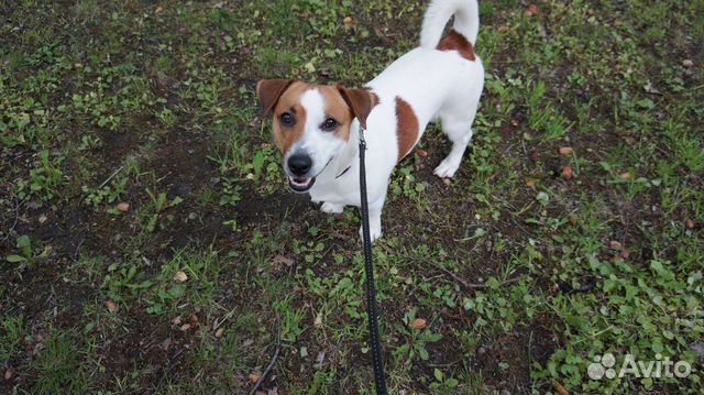 Вязка джек Рассел терьер