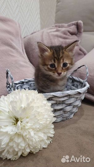 Кошки бесплатно