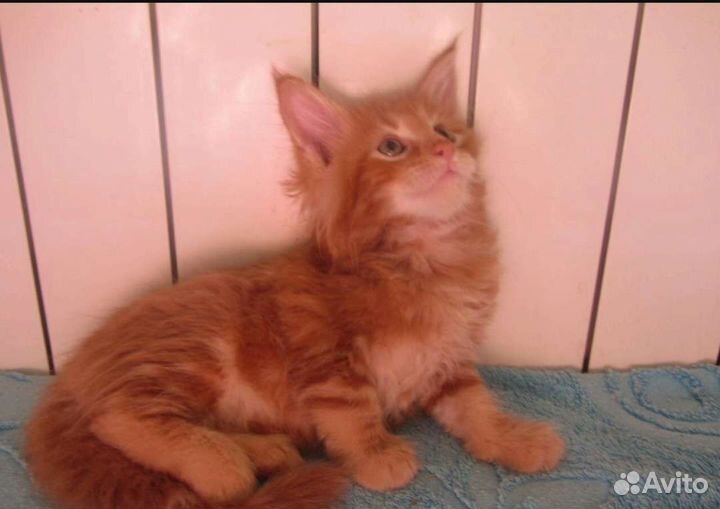 Котёнок Мейн-кун