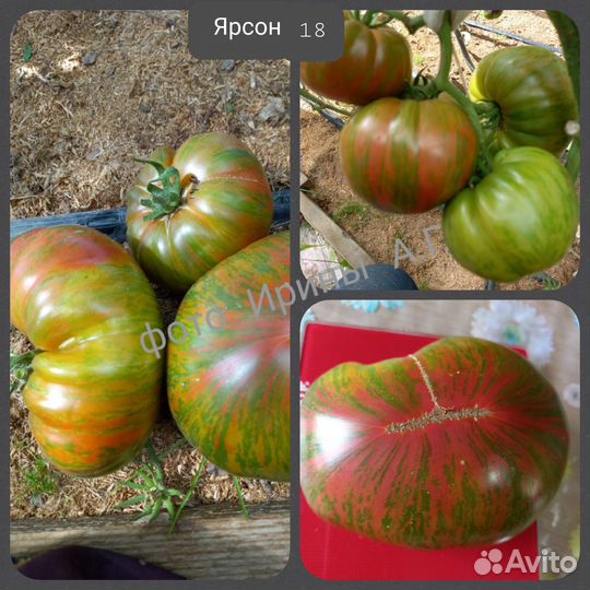 Семена томатов 