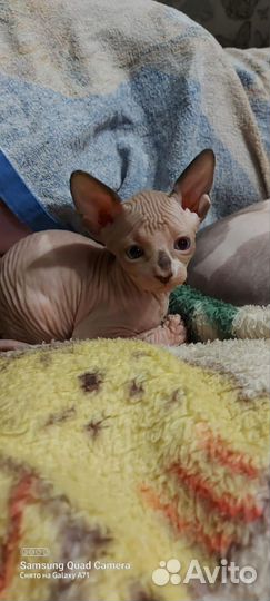 Канадский сфинкс