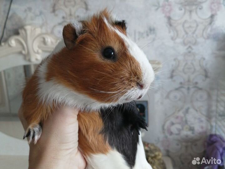 Вязка. Морские свинки (мальчик розетка)