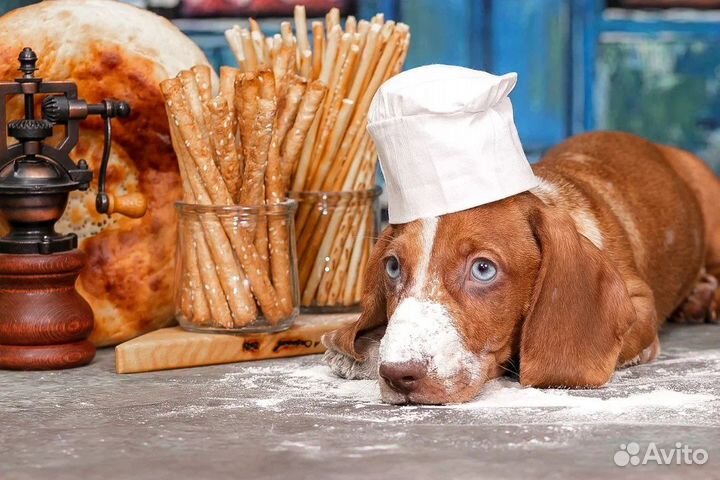 Такса стандартная с голубыми глазами