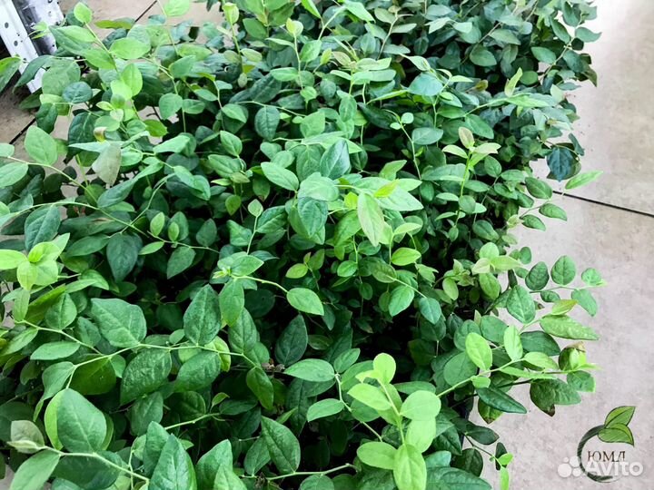 Чернозем жирный,перегной сыпец,доставлю,камаз 15т