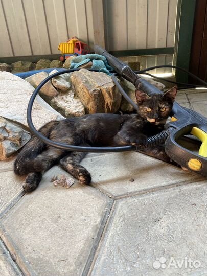 Кошка в дар