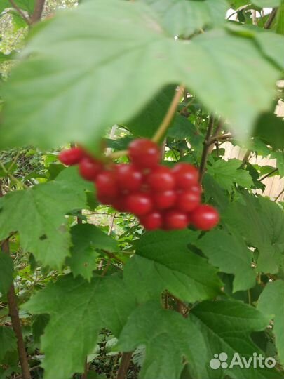 Калина обыкновенная