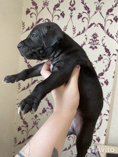 Щенки питбуля