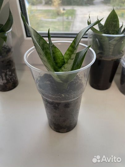 Сансевиерия (тещин язык, щучий хвост)