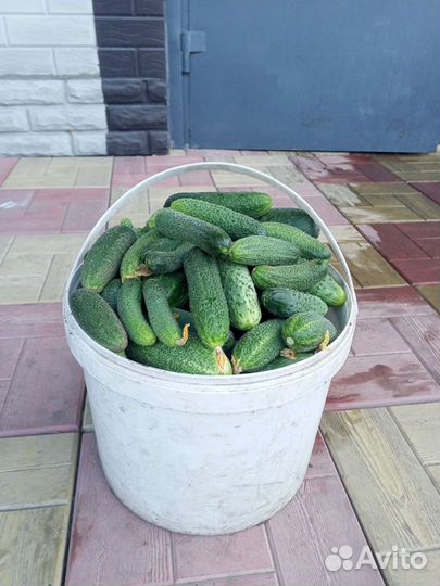 Огурцы домашние