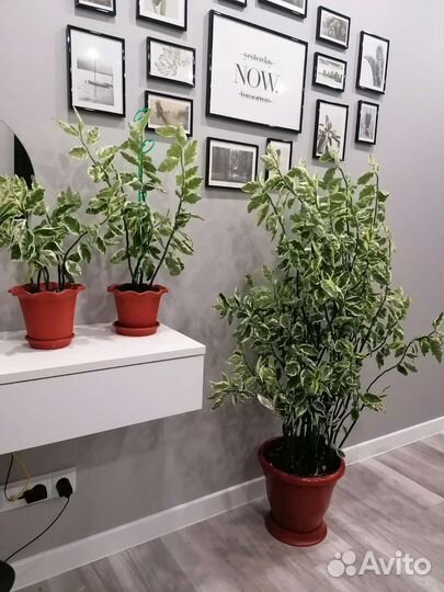 Педилантус