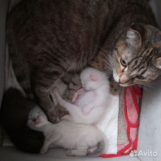 Котята в добрые руки