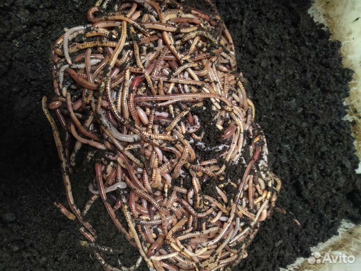 Червь дендробена