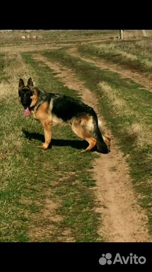Немецкая овчарка