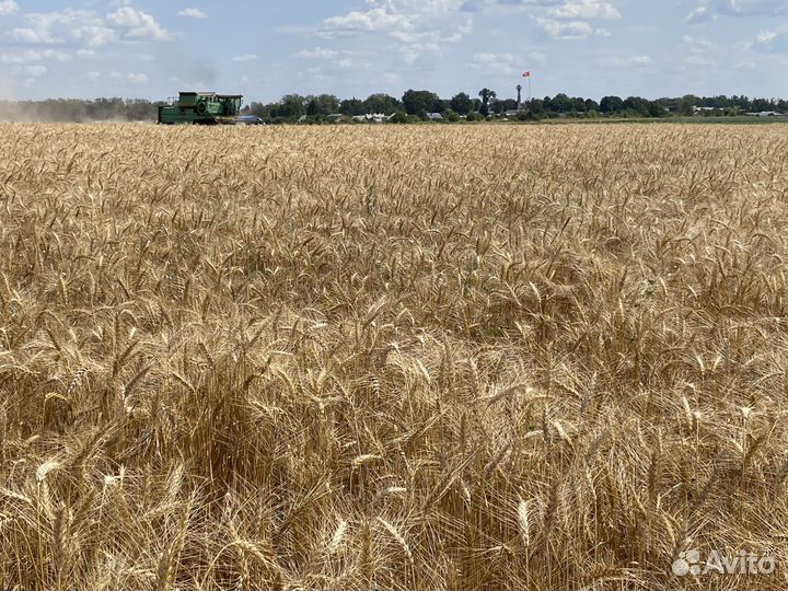 Пшеница, ячмень, горох