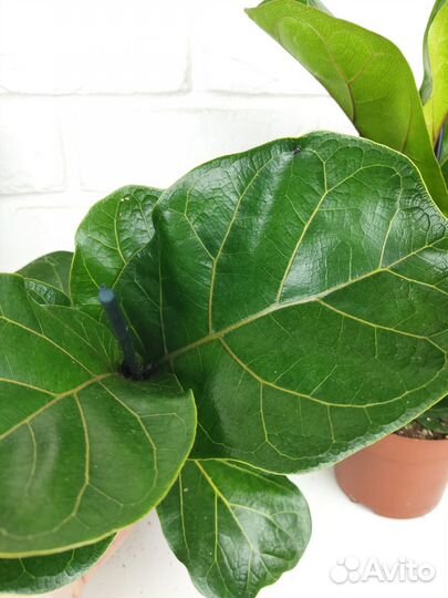 Фикус лирато бамбино