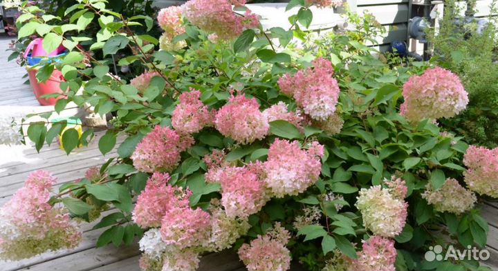Гортензия древовидная анабель
