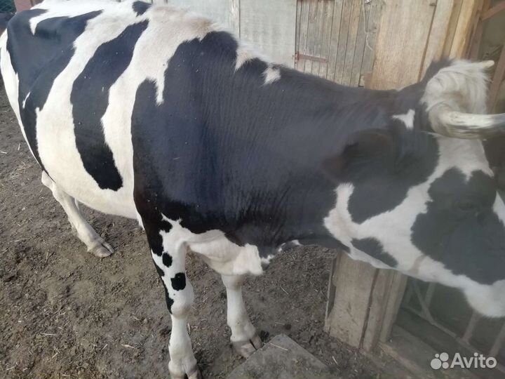 Корова дойная