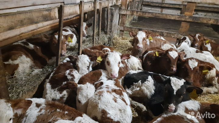 Сементалы от 1 месяцев