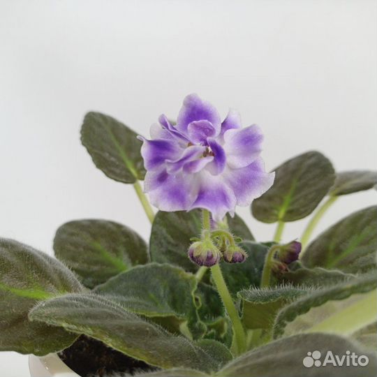 Цветы. Растения. Фиалки