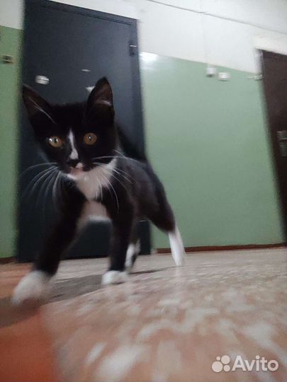 Котик в дар
