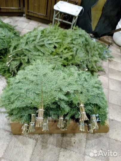 Пихтовые веники