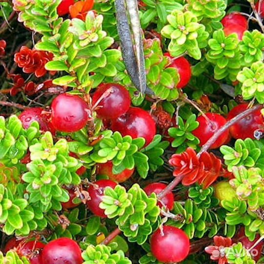 Саженцы клюквы