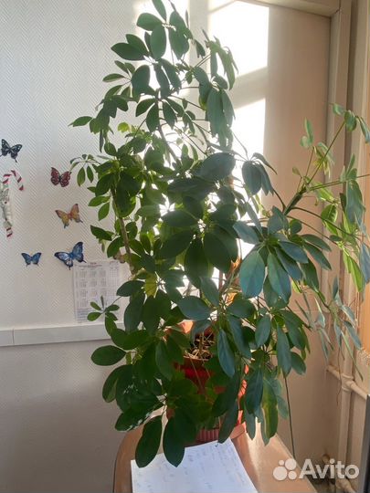 Комнатные цветы шефлера