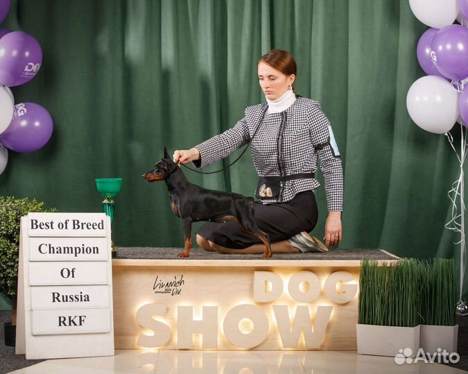 Хендлер. грумер. стрижка собак,кошек