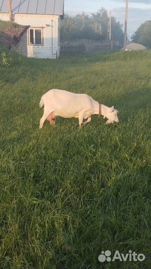 Продаю Козье молоко