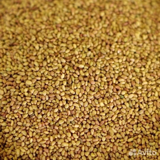 Семена люцерны