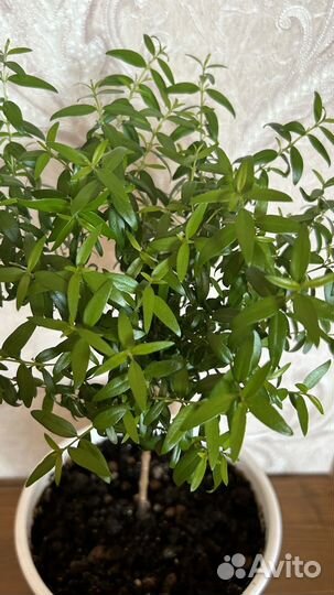 Миртовое дерево