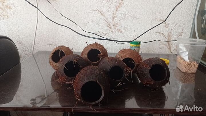 Вуалевые анцитрусы