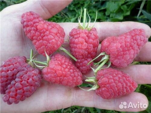 Саженцы малины, смородины, жимолости, боярки