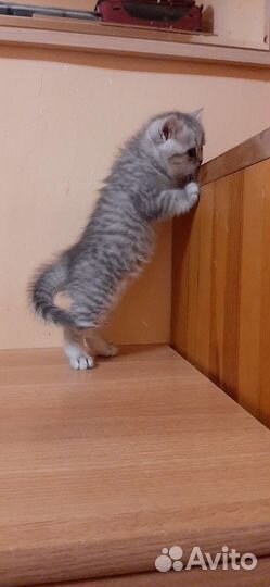 Британские котята серебристой шиншиллы и другие
