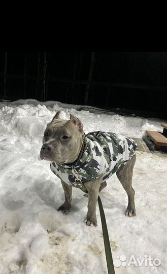 Жилет для больших собак, маркировка китайская 5XL