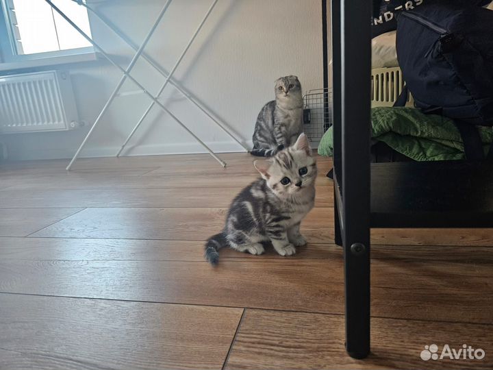 Шотландские котята