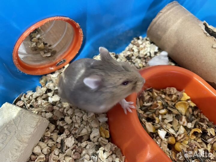 Хомяк кемпбелла