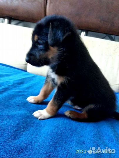 Собака щенки в добрые руки