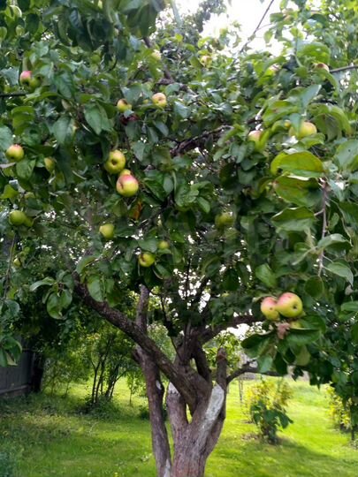 Дом 59,4 м² на участке 30 сот.