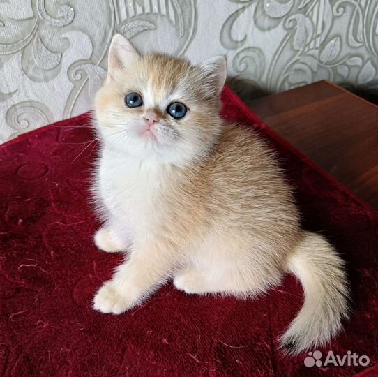 Девочка ny12, золотая шиншилла