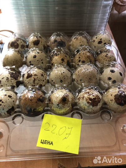 Инкубационные яйца перепелов